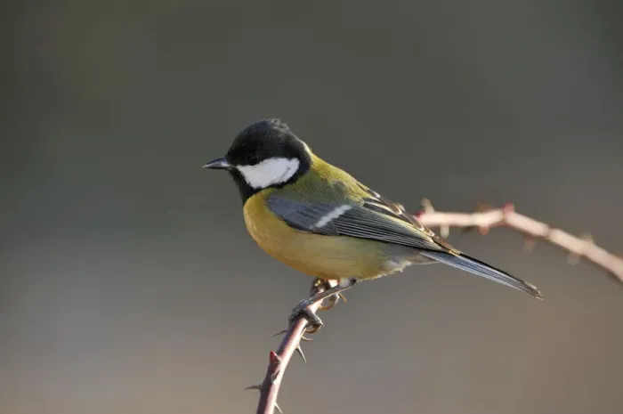 Framed Print : Great Tit (Parus major) Framed Print : Great Tit (Parus major)