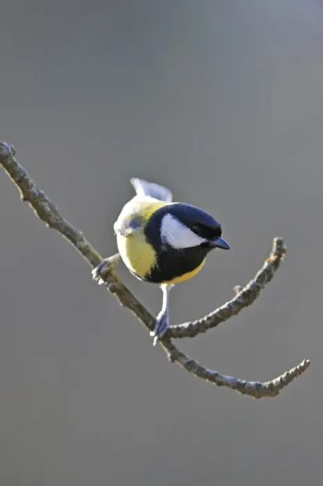 Framed Print : Great Tit (Parus major) Framed Print : Great Tit (Parus major)