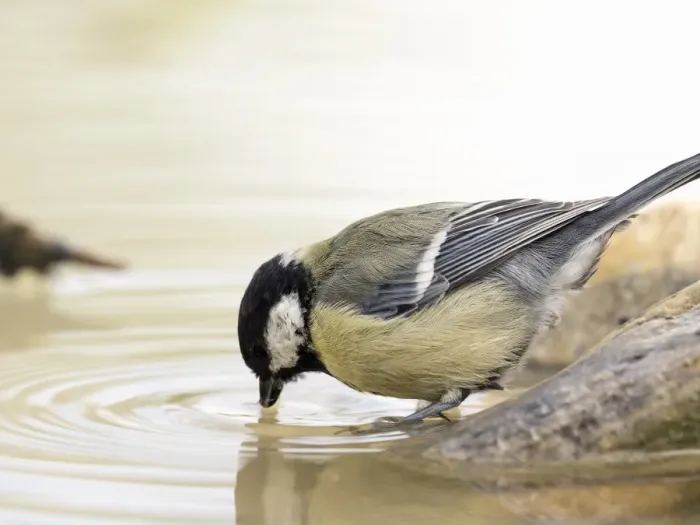 Framed Print : Great Tit (Parus major), adult, drinking from a water puddle in summer. Spain, Europe Framed Print : Great Tit (Parus major), adult, drinking from a water puddle in summer. Spain, Europe