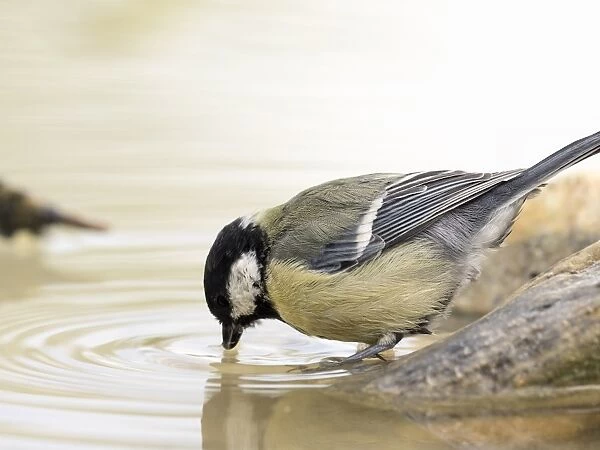 Great Tit (Parus major), adult, drinking from a water puddle in summer. Spain, Europe