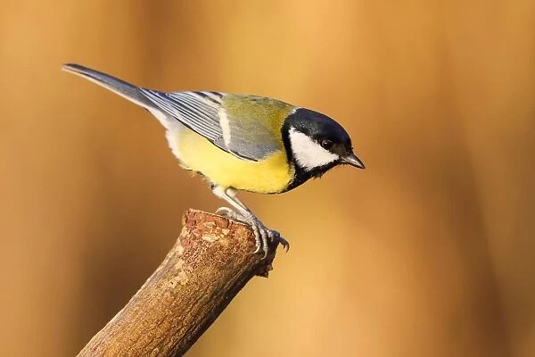 Great Tit (Parus major) on branch, Hesse, Germany