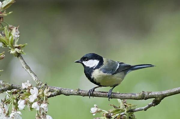 Great Tit -Parus major- in the branches of a cherry tree, Untergroeningen, Baden-Wuerttemberg, Germany, Europe