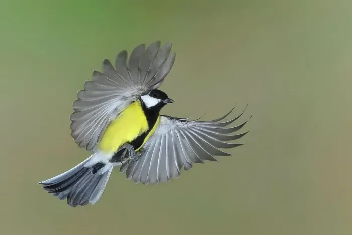 Framed Print : Great tit (Parus major), in flight, flight photo, Siegerland, North Rhine-Westphalia, Germany Framed Print : Great tit (Parus major), in flight, flight photo, Siegerland, North Rhine-Westphalia, Germany