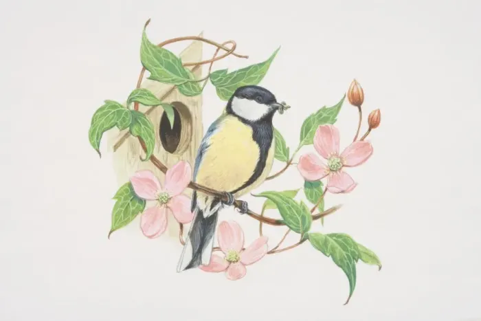 Framed Print : Great Tit (Parus major), illustration of green and yellow bird with a striking glossy black head with white cheeks Framed Print : Great Tit (Parus major), illustration of green and yellow bird with a striking glossy black head with white cheeks