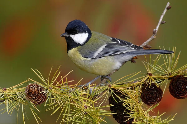 Great Tit -Parus major-, male, perched on the branch of a larch tree in autumn, Neunkirchen, Siegerland, North Rhine-Westphalia, Germany