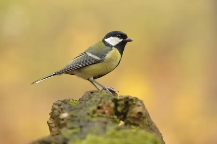 Framed Print : Great Tit -Parus major- perched on a stump in autumn, Leipzig, Saxony, Germany Framed Print : Great Tit -Parus major- perched on a stump in autumn, Leipzig, Saxony, Germany