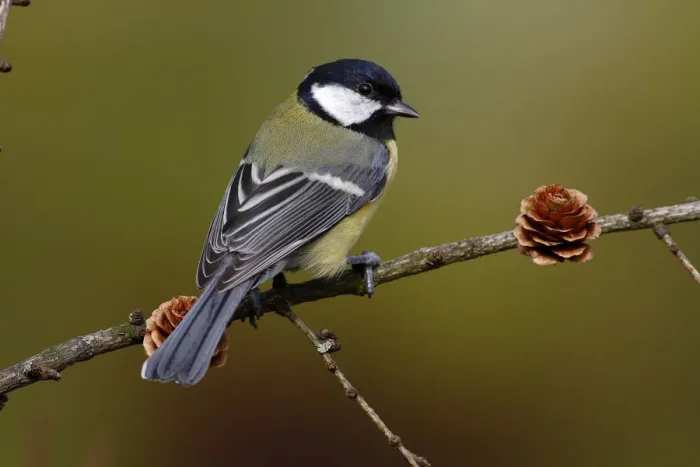Framed Print : Great Tit -Parus major- sitting on a larch branch, Neunkirchen in Siegerland, North Rhine-Westphalia, Germany, Europe Framed Print : Great Tit -Parus major- sitting on a larch branch, Neunkirchen in Siegerland, North Rhine-Westphalia, Germany, Europe