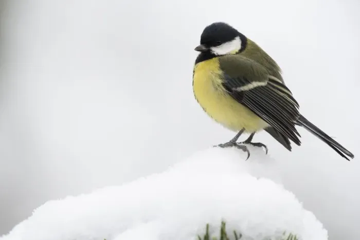 Framed Print : Great tit (Parus major) in the snow, Emsland, Lower Saxony, Germany