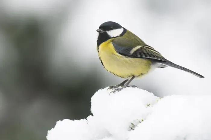 Framed Print : Great tit (Parus major) in the snow, Emsland, Lower Saxony, Germany Framed Print : Great tit (Parus major) in the snow, Emsland, Lower Saxony, Germany