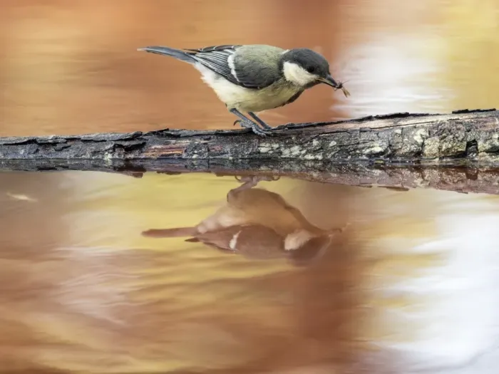 Framed Print : Great Tit (Parus major), Species (Paridae). Bird hunting and eating mosquitos on a branch in a lake