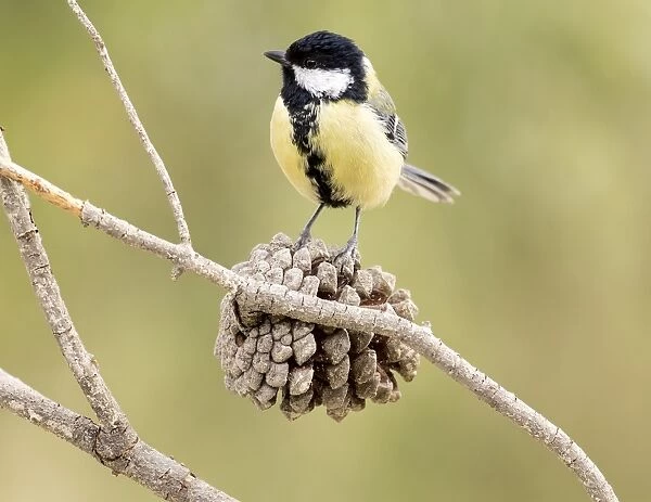 Great Tit (Parus major), Species (Paridae), Put on a branch of pine. Spain, Europe