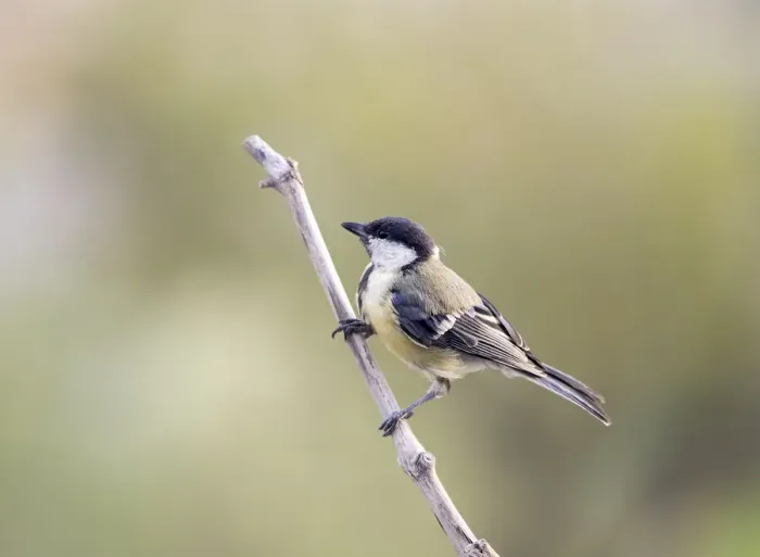 Framed Print : Great Tit (Parus major), Species (Paridae). Spain, Europe Framed Print : Great Tit (Parus major), Species (Paridae). Spain, Europe