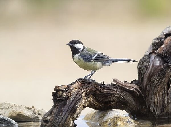 Great Tit (Parus major), Species (Paridae). On a trunk on the water, Spain