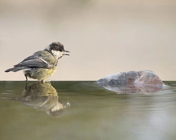 Great Tit (Parus major), Species (Paridae), Spain. I drinking on a rock with his body reflected in water