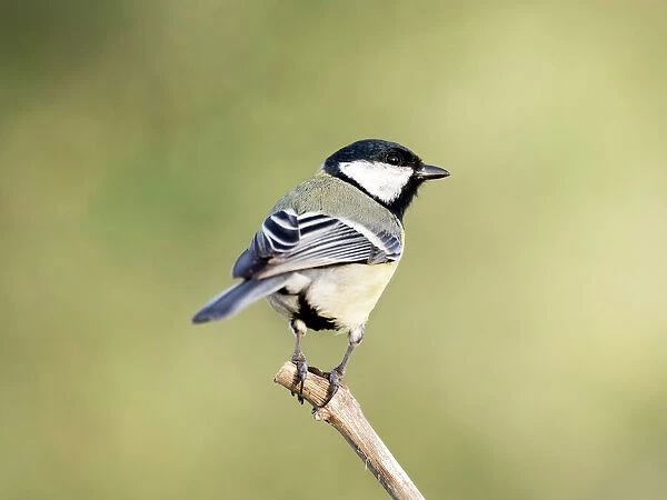 Great Tit, (Parus major, standing on a branch. Spain, Europe
