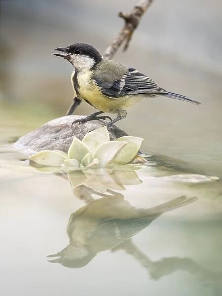 Great Tit (Parus major), standing on a branch of tree on a puddle of water. Spain, Europe