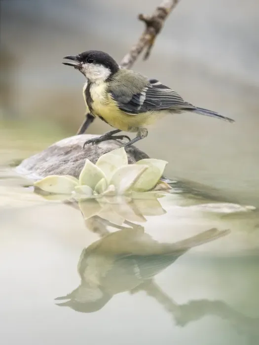 Framed Print : Great Tit (Parus major), standing on a branch of tree on a puddle of water. Spain, Europe