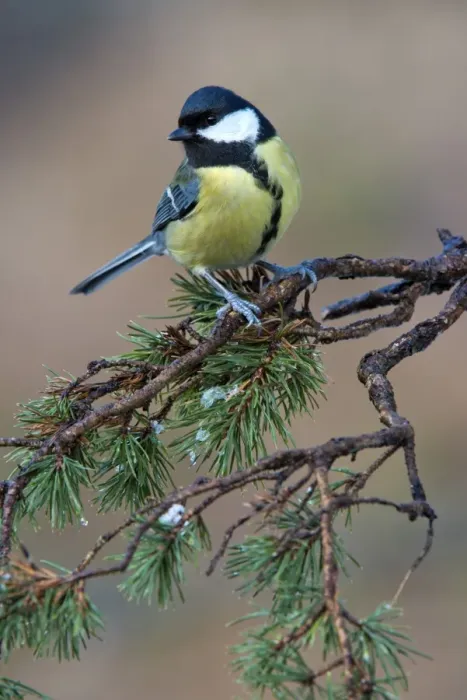 Framed Print : Great Tit -Parus major-, Tyrol, Austria Framed Print : Great Tit -Parus major-, Tyrol, Austria