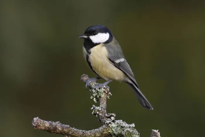 Framed Print : Great Tit -Parus montanus- perched on a branch, Neunkirchen, Siegerland district, North Rhine-Westphalia, Germany, Europe Framed Print : Great Tit -Parus montanus- perched on a branch, Neunkirchen, Siegerland district, North Rhine-Westphalia, Germany, Europe