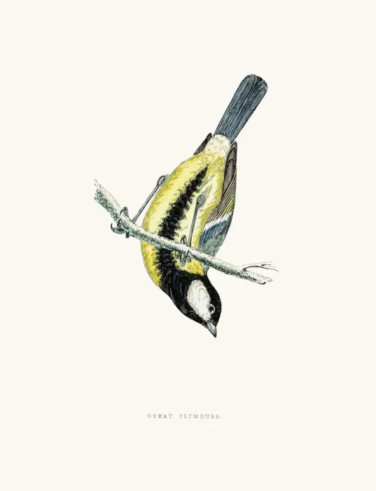 Framed Print : Great Titmouse Framed Print : Great Titmouse