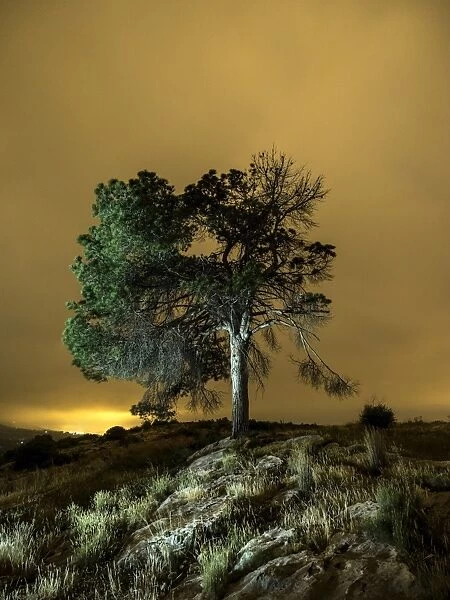 A great tree of pine on the top of a mountain one night with clouds of orange color for the light pollution of a nearby people