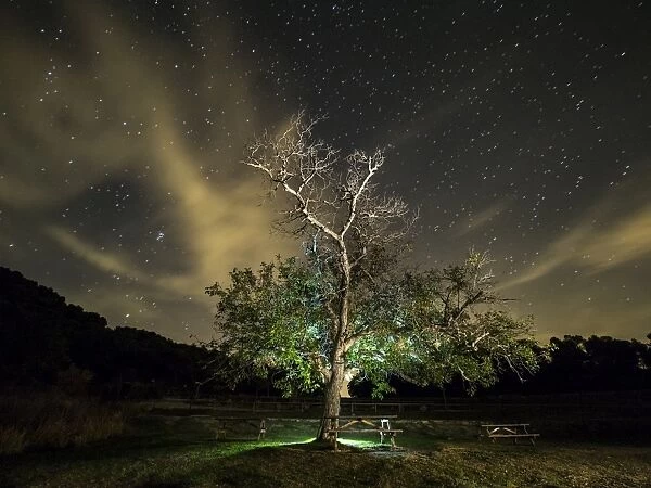 Great tree walnut in a zone of picnic one night with sky of stars and clouds