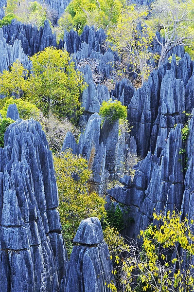Great Tsingy, UNESCO World Heritage Site, karst landscape with striking limestone formations, National Park Tsingy de Bemaraha, Morondava, Madagascar, Africa
