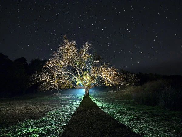 Great walnut in autumn one in the night with stars