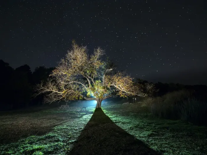 Framed Print : Great walnut in autumn one in the night with stars Framed Print : Great walnut in autumn one in the night with stars