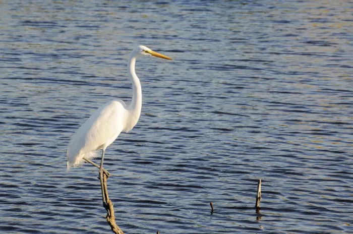 Framed Print : Great white egret, Ardea alba, perched on dead tree. Everglades National Park, Florida, USA. UNESCO World Heritage Site (Biosphere Reserve) Framed Print : Great white egret, Ardea alba, perched on dead tree. Everglades National Park, Florida, USA. UNESCO World Heritage Site (Biosphere Reserve)