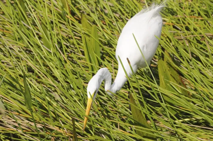 Framed Print : Great white egret, Ardea alba, stalking prey. Everglades National Park, Florida, USA. UNESCO World Heritage Site (Biosphere Reserve) Framed Print : Great white egret, Ardea alba, stalking prey. Everglades National Park, Florida, USA. UNESCO World Heritage Site (Biosphere Reserve)