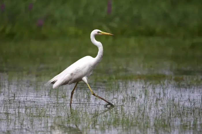 Framed Print : Great White Egret -Casmerodius albus-, walking through a swampy meadow
