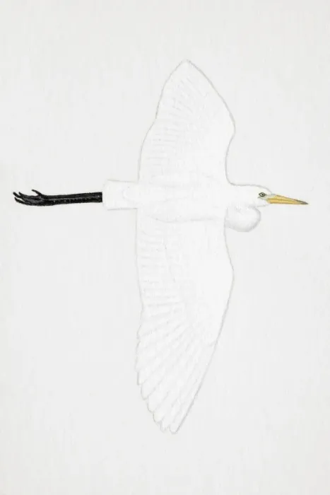 Framed Print : Great White Egret (Egretta alba), also known as White Heron, Common Egret, adult