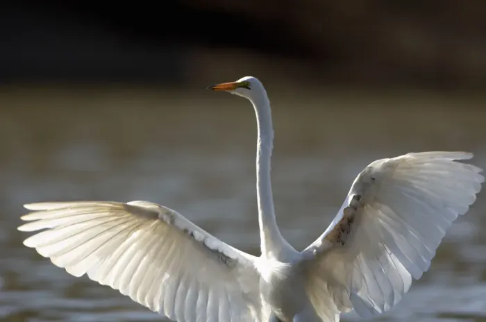 Framed Print : Great White Egret, Mana Pools National Park Framed Print : Great White Egret, Mana Pools National Park