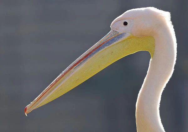 Great White Pelican -Pelecanus onocrotalus-