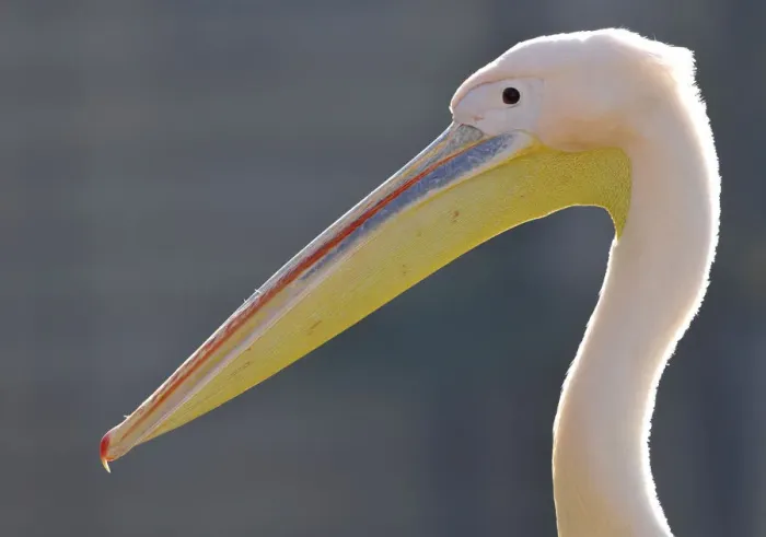 Framed Print : Great White Pelican -Pelecanus onocrotalus- Framed Print : Great White Pelican -Pelecanus onocrotalus-