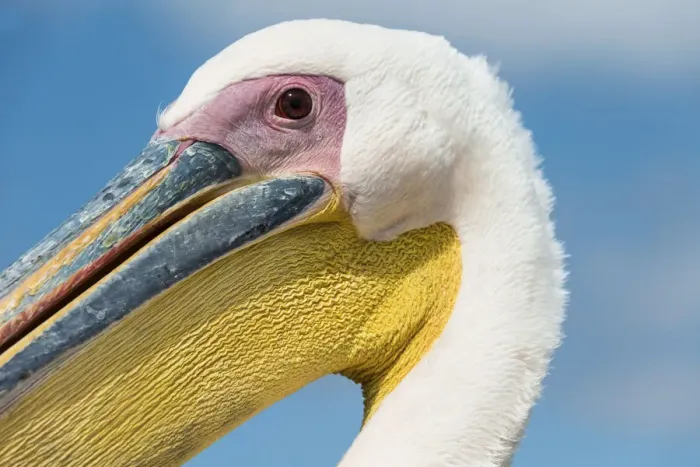 Framed Print : Great White Pelican -Pelecanus onocrotalus-, portrait, Walvis Bay, Namibia Framed Print : Great White Pelican -Pelecanus onocrotalus-, portrait, Walvis Bay, Namibia