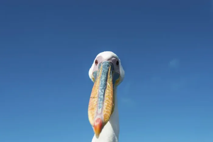 Framed Print : Great White Pelican -Pelecanus onocrotalus-, portrait, Walvis Bay, Namibia Framed Print : Great White Pelican -Pelecanus onocrotalus-, portrait, Walvis Bay, Namibia