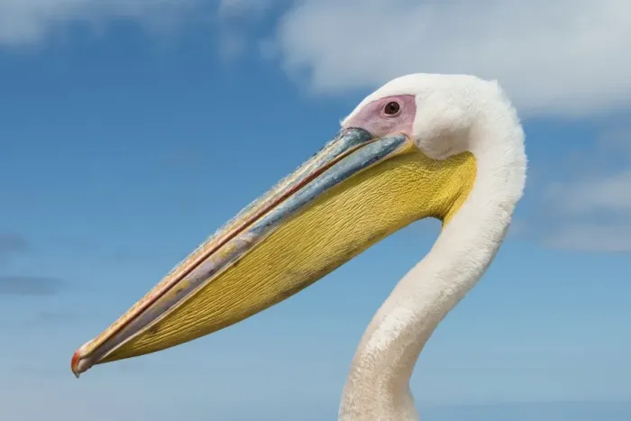 Framed Print : Great White Pelican -Pelecanus onocrotalus-, portrait, Walvis Bay, Namibia