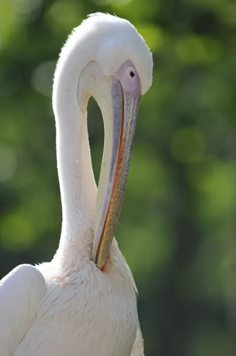 Framed Print : Great White Pelican -Pelecanus onocrotalus-, preening Framed Print : Great White Pelican -Pelecanus onocrotalus-, preening