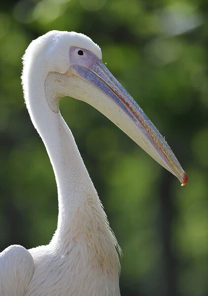 Great White Pelican -Pelecanus onocrotalus-, portrait
