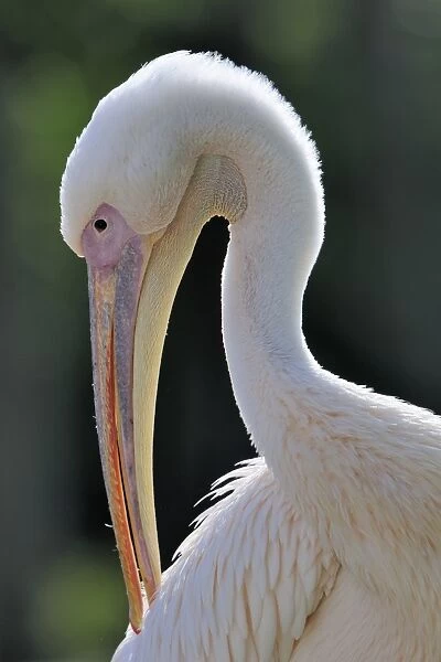 Great White Pelican -Pelecanus onocrotalus-, portrait