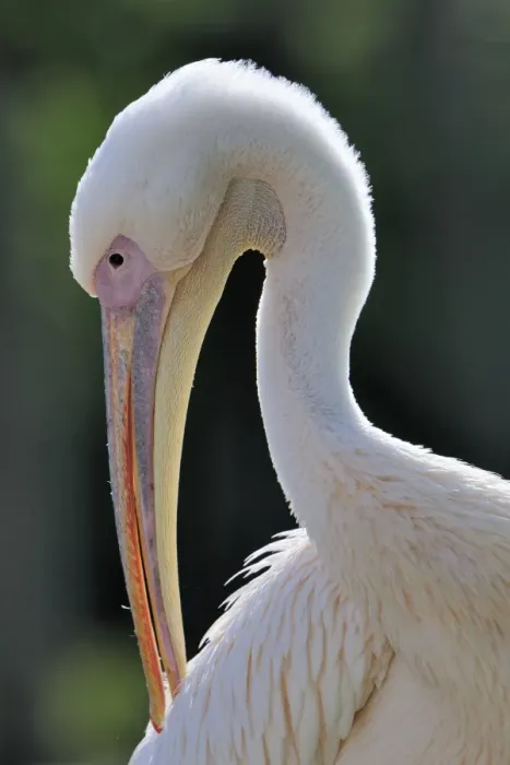 Framed Print : Great White Pelican -Pelecanus onocrotalus-, portrait Framed Print : Great White Pelican -Pelecanus onocrotalus-, portrait