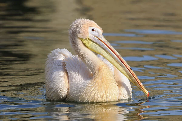 Great White Pelican -Pelecanus onocrotalus-