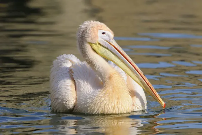 Framed Print : Great White Pelican -Pelecanus onocrotalus- Framed Print : Great White Pelican -Pelecanus onocrotalus-