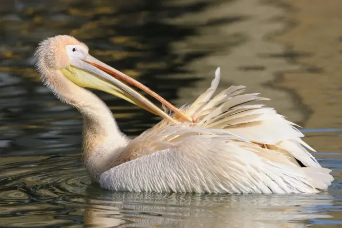 Framed Print : Great White Pelican -Pelecanus onocrotalus- Framed Print : Great White Pelican -Pelecanus onocrotalus-
