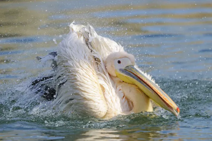 Framed Print : Great White Pelican -Pelecanus onocrotalus- Framed Print : Great White Pelican -Pelecanus onocrotalus-