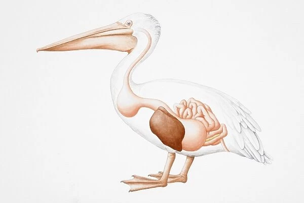 Great White Pelican (Pelecanus onocrotalus) with cross-section revealing internal organs of digestive system, side view