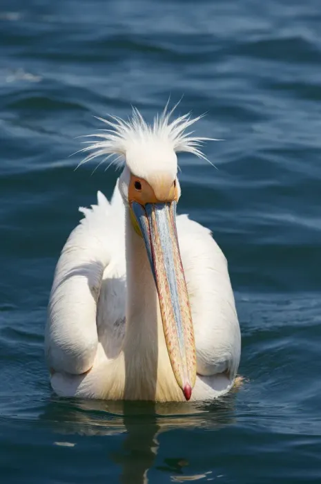 Framed Print : Great White Pelican (Pelecanus onocrotalus) Framed Print : Great White Pelican (Pelecanus onocrotalus)
