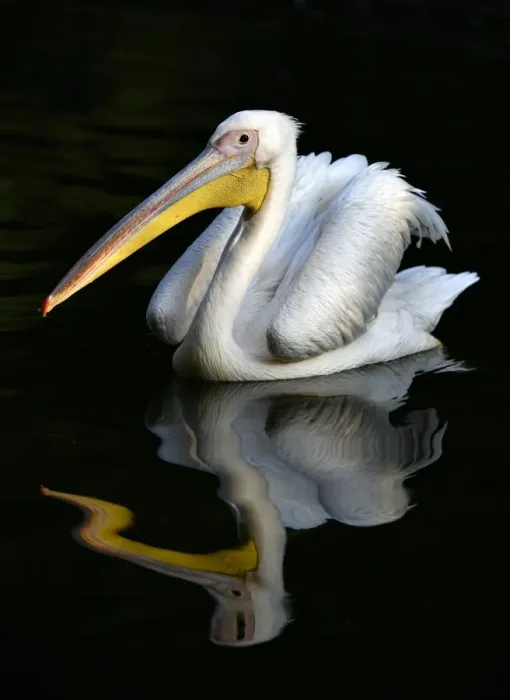 Framed Print : Great white pelican (Pelecanus onocrotalus), reflection in the water, captive, Germany Framed Print : Great white pelican (Pelecanus onocrotalus), reflection in the water, captive, Germany